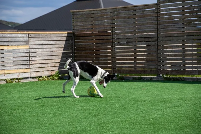 Dog playing with a ball on artificial grass in a fenced backyard